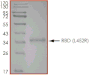 Product Element Image